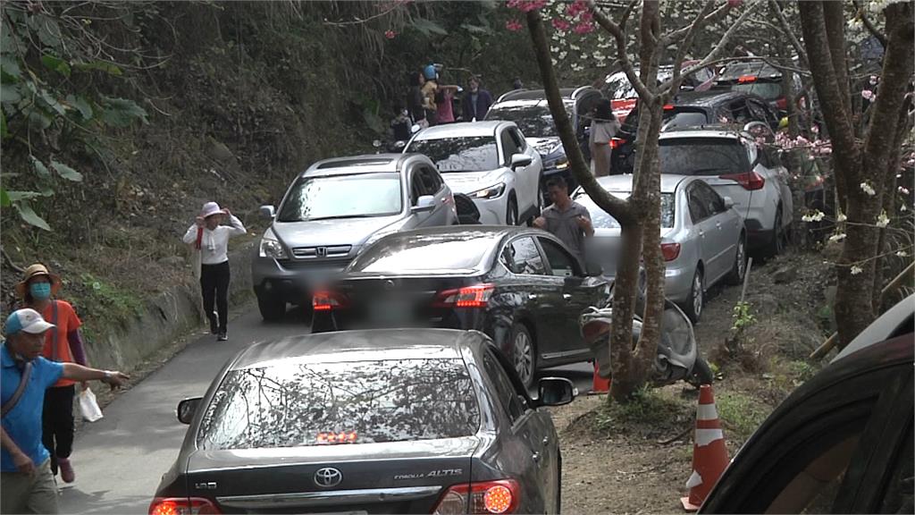 草嶺賞櫻路上整排車輛違停 人車爭道危險!警加強取締