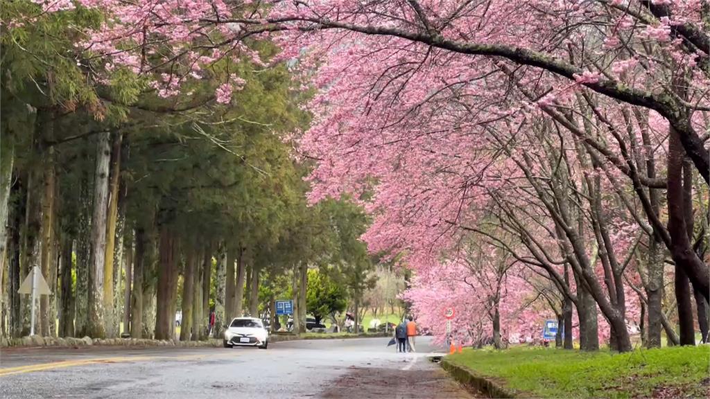 武陵農場櫻花季開跑　春節首日湧千名賞花遊客