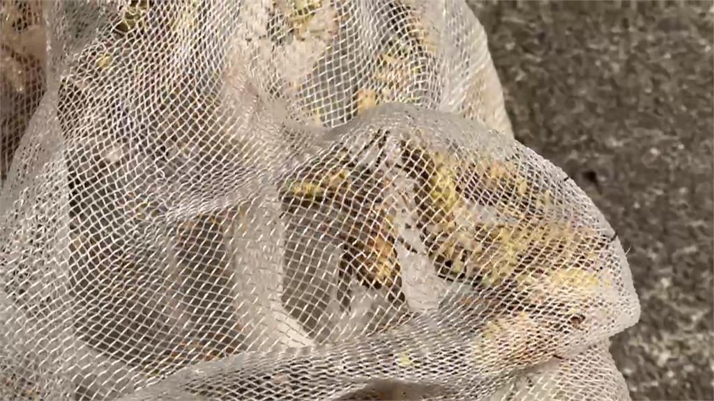 苗栗一家四口遇虎頭蜂攻擊 6旬男20多處螫傷"過敏休克"