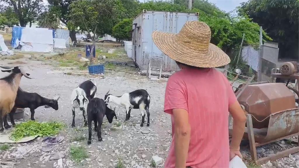 羊咩咩放風吃草"穿越馬路"險撞上 駕駛驚呼:差點遇假車禍