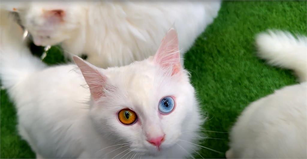 直擊土耳其「異色瞳」稀有梵貓！身價曾被炒作到1隻8百萬美金