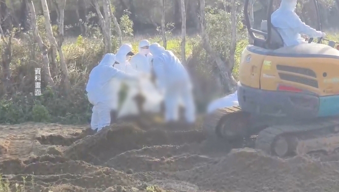 隱匿禽流感疫情、棄置死雞 台中畜牧場4人起訴