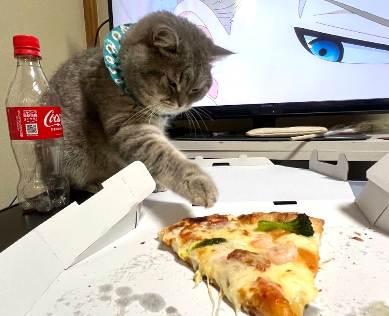 短毛貓想偷吃披薩照片曝光　竟被「這個人」抓包網友全笑歪
