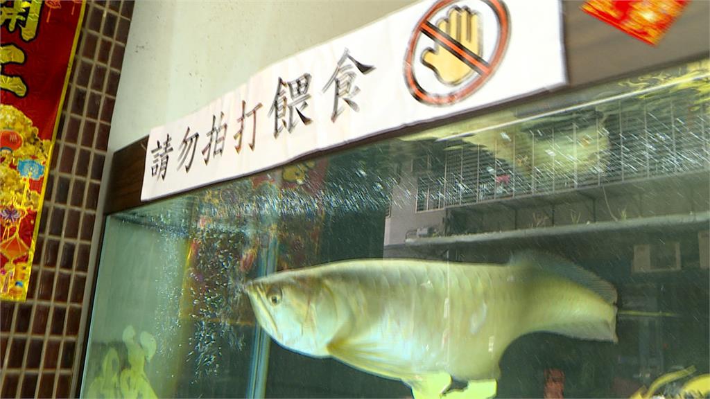 三重詭異男子「猛敲魚缸」　魚受到驚跳出！魚鱗掉滿地