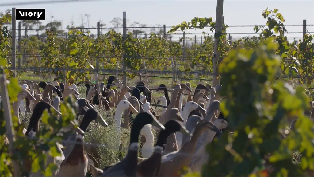 「1600隻鴨子」變身除蟲害大軍　開普敦葡萄酒莊永續農法受肯定