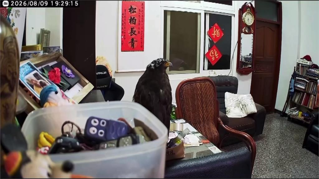 大冠鷲闖民宅停留沙發不飛　網友笑：沙發馬鈴薯猛禽