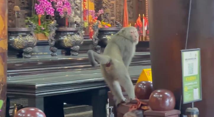 快新聞/猴子大鬧天宮!「對壽桃虎視眈眈」躲屋簷、偷供品 吃完還亂丟香蕉皮