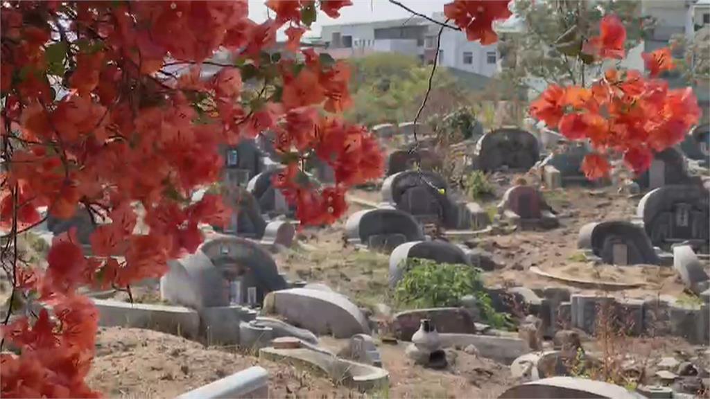 台南九重葛花瀑牆秘境 「沒人敢來打卡」原因曝