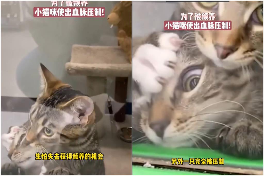 虎斑小奶貓為爭領養!遭同伴「無情壓頭」:來人救貓阿… 貓咪版《甄嬛傳》?虎斑奶貓搶領養「遭同伴無情壓頭」:來人救貓阿…