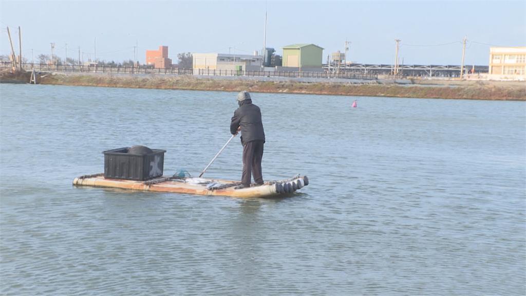 低溫水產保險開放投保　「連10hr低於10°C」就理賠　養殖戶意願低