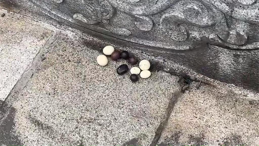 這到底是什麼蛋？有白有黑　夜鷹出沒是鳥蛋？民眾切開傻眼了