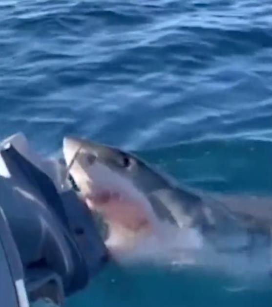 澳男子出海捕魚「4m 大白鯊」盤旋1小時！「船差點被咬掉」驚險畫面曝光
