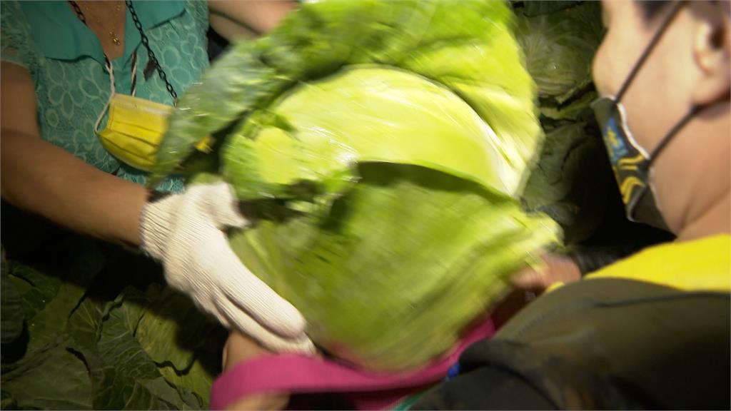 高麗菜產量過剩1公斤剩12元　板橋「發票換高麗菜」大排長龍