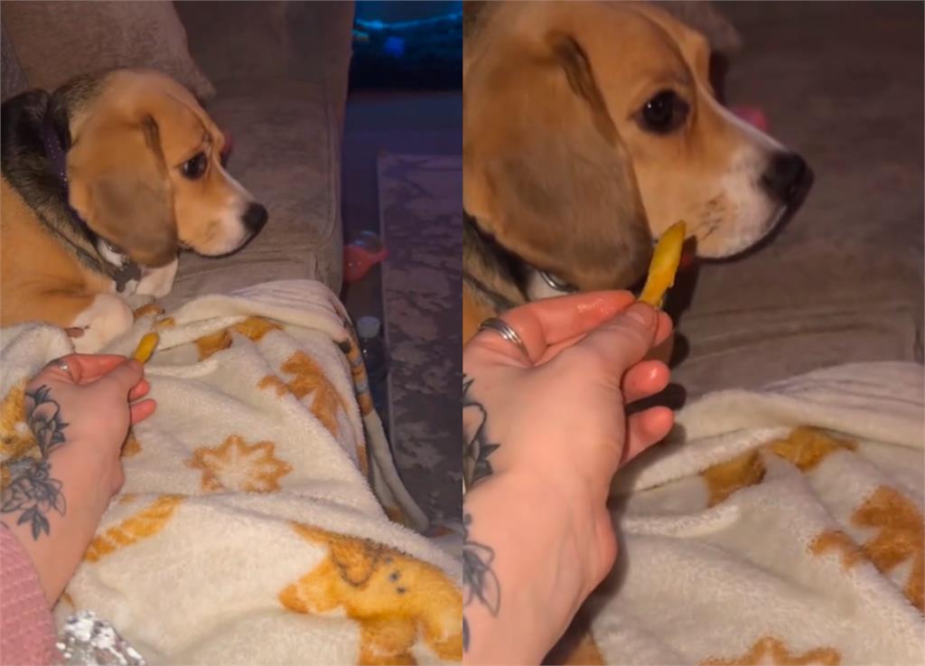 健康米格魯「突癲癇四肢不受控」!她急「燒萬元治病」醫生一看傻眼:很嗨