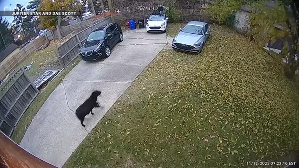 美國底特律黑羊「翻牆落跑」閒逛社區 鄰嚇壞「躲車頂」影片全網瘋傳