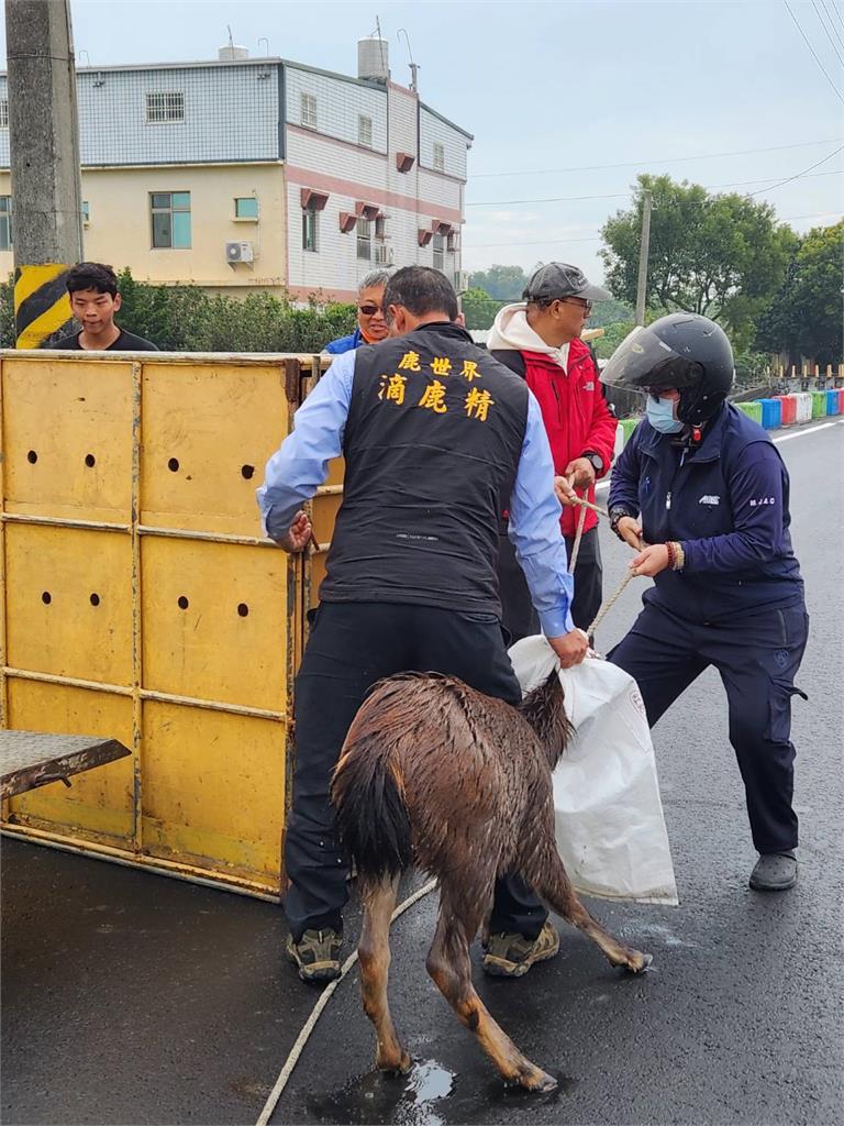 彰化社頭兩水鹿不明原因掉圳溝　農業處委請專家救援