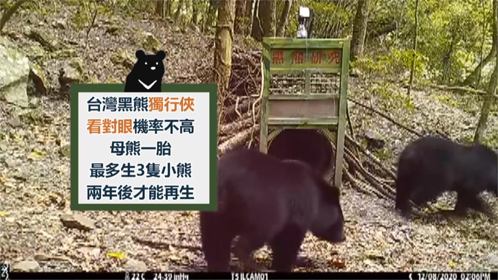 首度曝光！母熊帶3幼熊入鏡　台灣黑熊族群持續擴大中