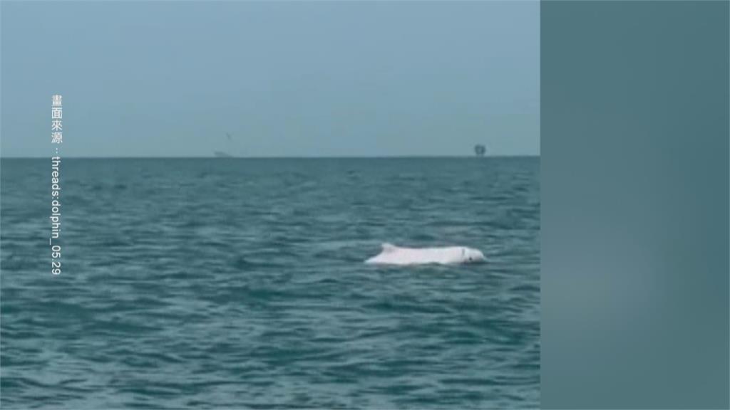 粉紅精靈驚喜現蹤! 彰化外海捕捉白海豚身影