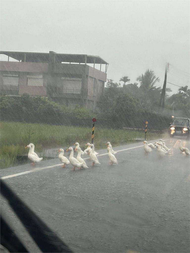 誰家的鴨子跑出來了!宜蘭暴雨「鴨群霸路」畫面曝 按喇叭也沒反應