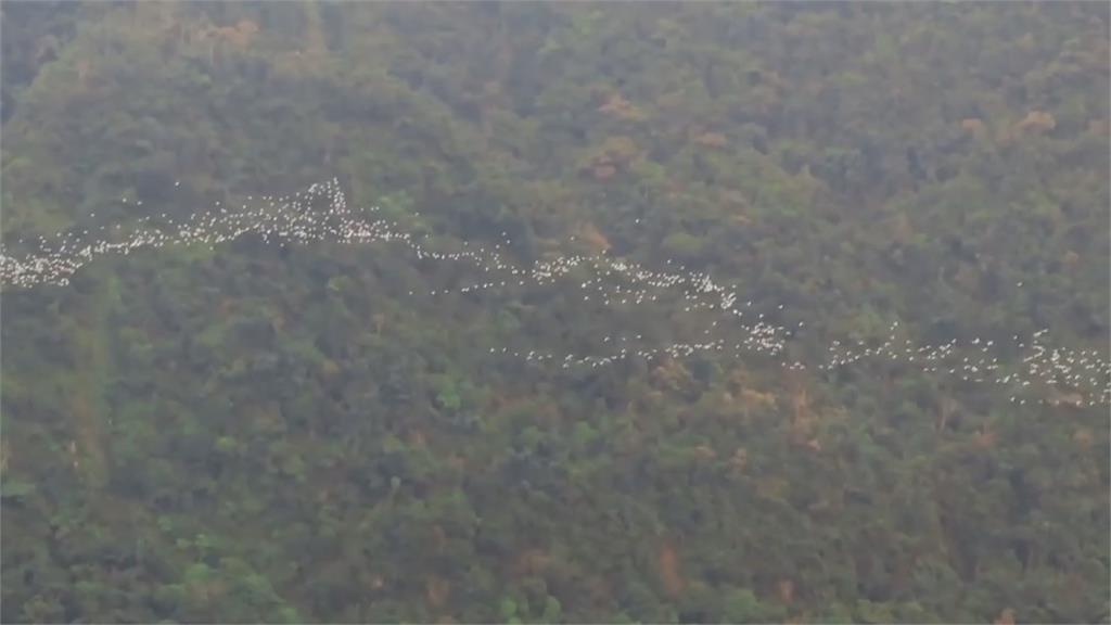 「萬鷺朝鳳」吸遊客朝聖！　數以萬計「黃頭鷺」飛越嘉義梅山