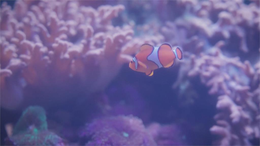 英國水族館大普查 企鵝、海豹、護士鯊健康檢查