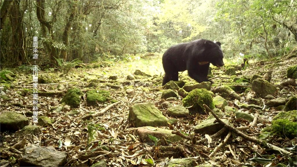 玉山「台灣黑熊」增多趨勢　玉管處曝光母子覓食珍貴畫面