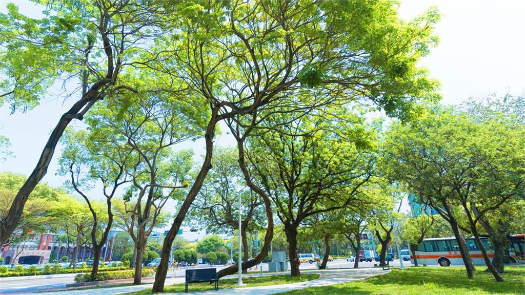 快新聞／讓樹走進生活！鄭朝方推「城市自由森呼吸」：竹北經驗新竹實現
