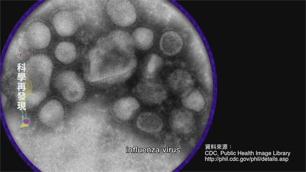 入秋流感好發季節　解碼H1N1