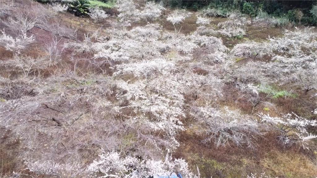 強烈冷氣團催花開! 南投信義梅花陸續綻放盛開7成