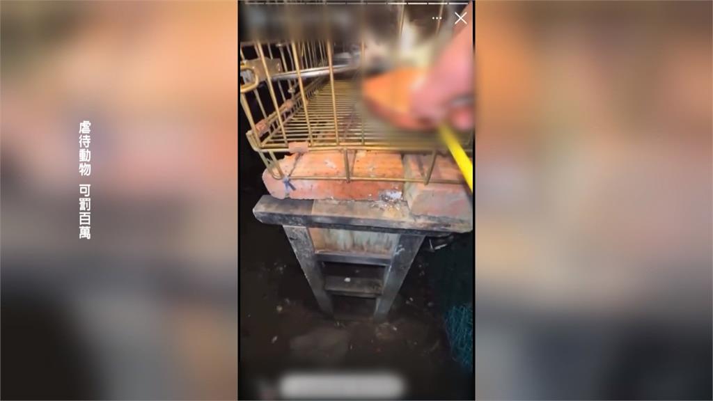 新竹某國中球員拿沖天炮炸貓掀撻伐　3貓被帶回安置！校方被迫出面道歉