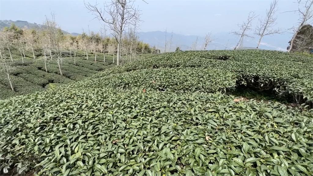 台茶出口美國憂受關稅衝擊! 農糧署:全力開拓新市場