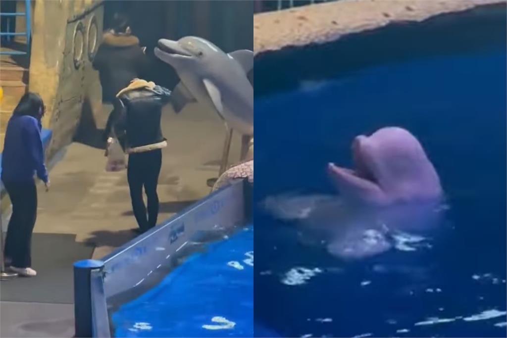 中國男水族館內抽菸不聽勸！小白鯨火大「噴水處罰」當場濕透丟臉畫面曝