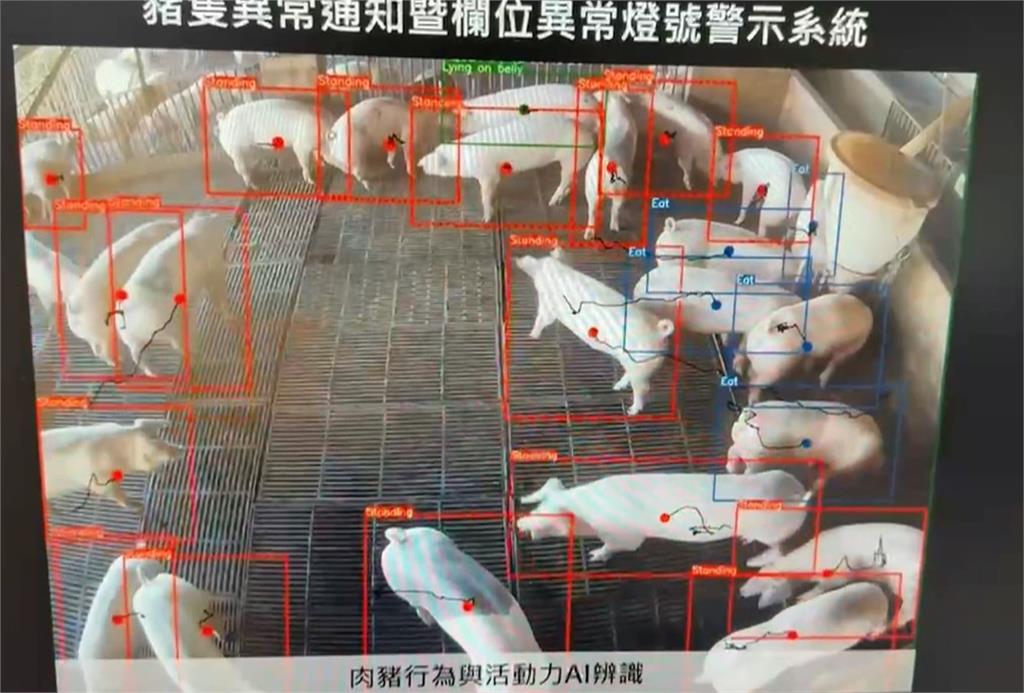 小豬頻傳夭折「被媽媽壓死」 AI系統1功能豬農全笑了