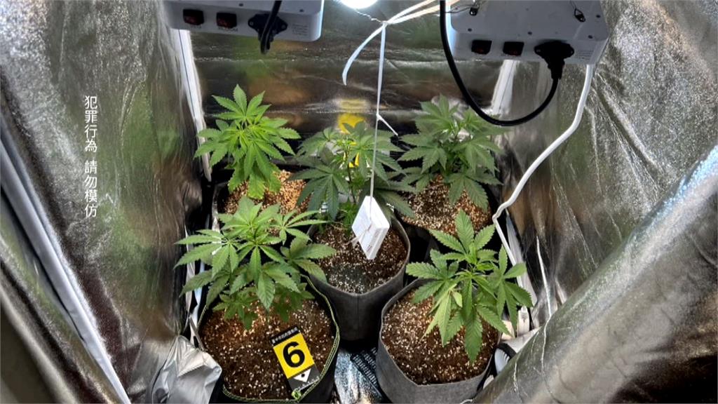 台中警方大掃毒 掛羊頭賣狗肉!檳榔攤種大麻起獲10株