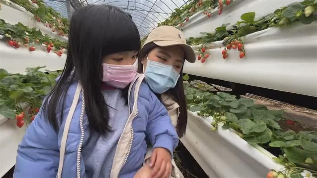 草莓產季到 民眾春節假期赴新竹採草莓