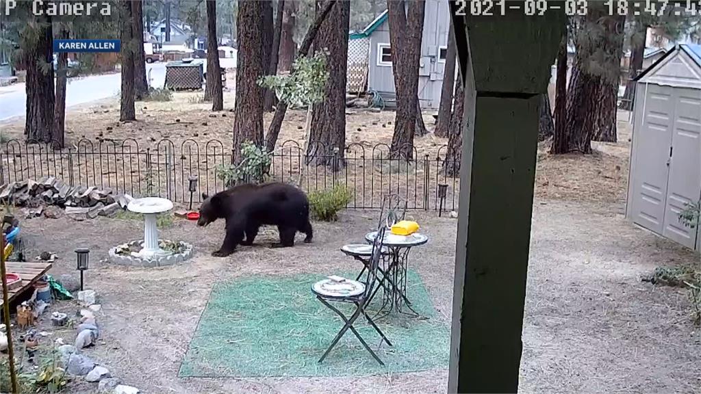 小心熊出沒！　加州野火肆虐　「熊熊大軍」趁機入侵民宅