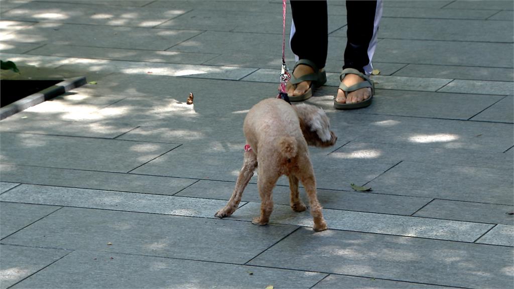 遛狗沒牽繩! 狗狗失控暴衝 飼主需依法負責