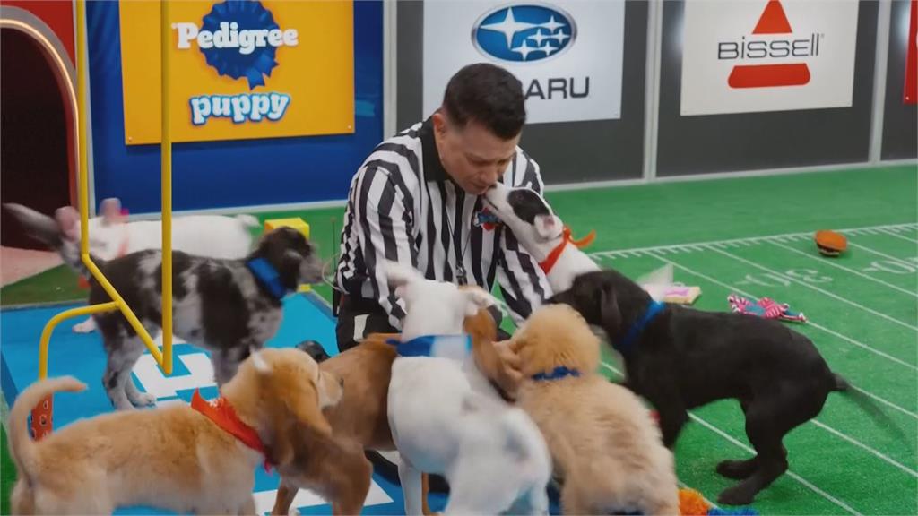 小狗超級盃即將開打　150隻幼犬競賽賣萌好吸睛