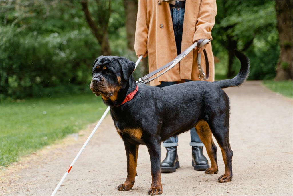 狗狗臭屁王出爐!「這隻萌犬」奪冠飼主們超崩潰:味道像腐爛…