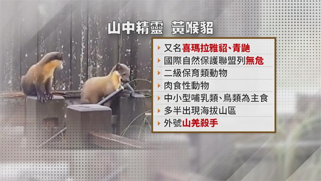 黃喉貂頻現蹤玉山遊憩區覓食翻垃圾 玉管處籲垃圾帶下山