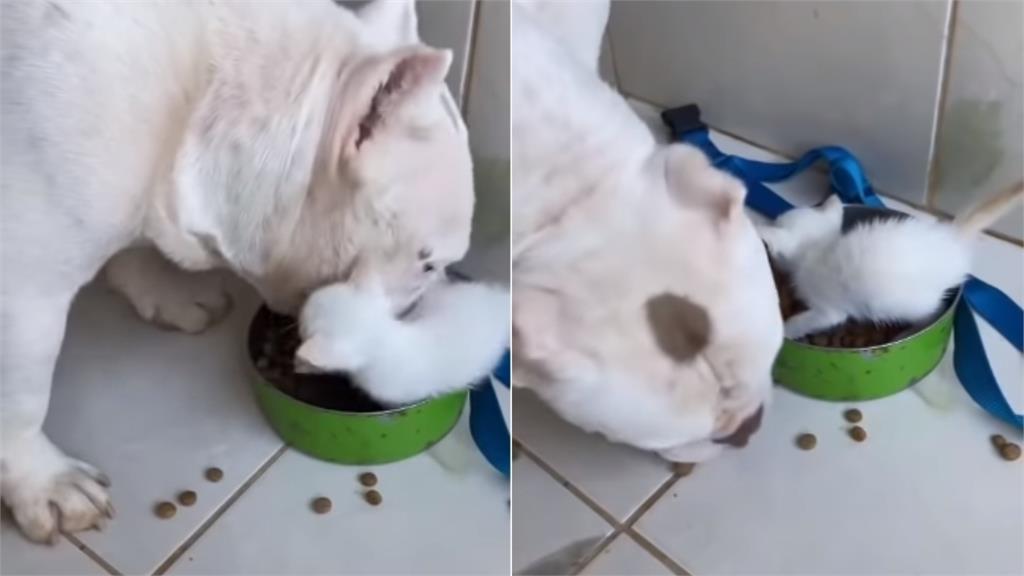 小奶貓爬進碗內搶飼料！鬥牛犬「不護食」下秒1舉動超暖：給妹妹吃吧