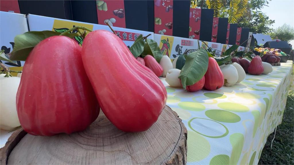 巨無霸蓮霧比正常大7倍 單顆重量超過1斤