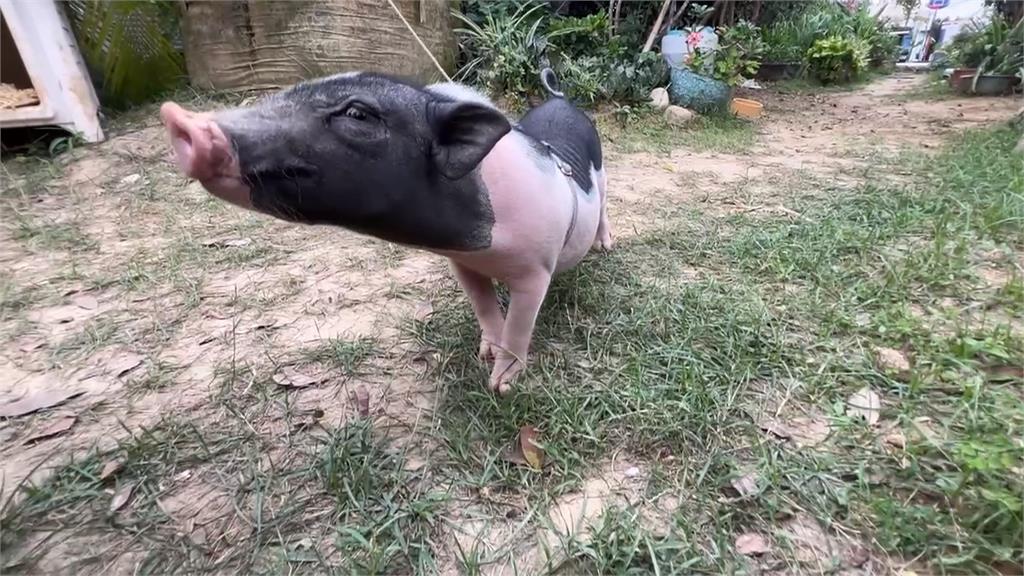 台中街頭驚見麝香豬"趴趴走" 若違法最高處100萬罰鍰