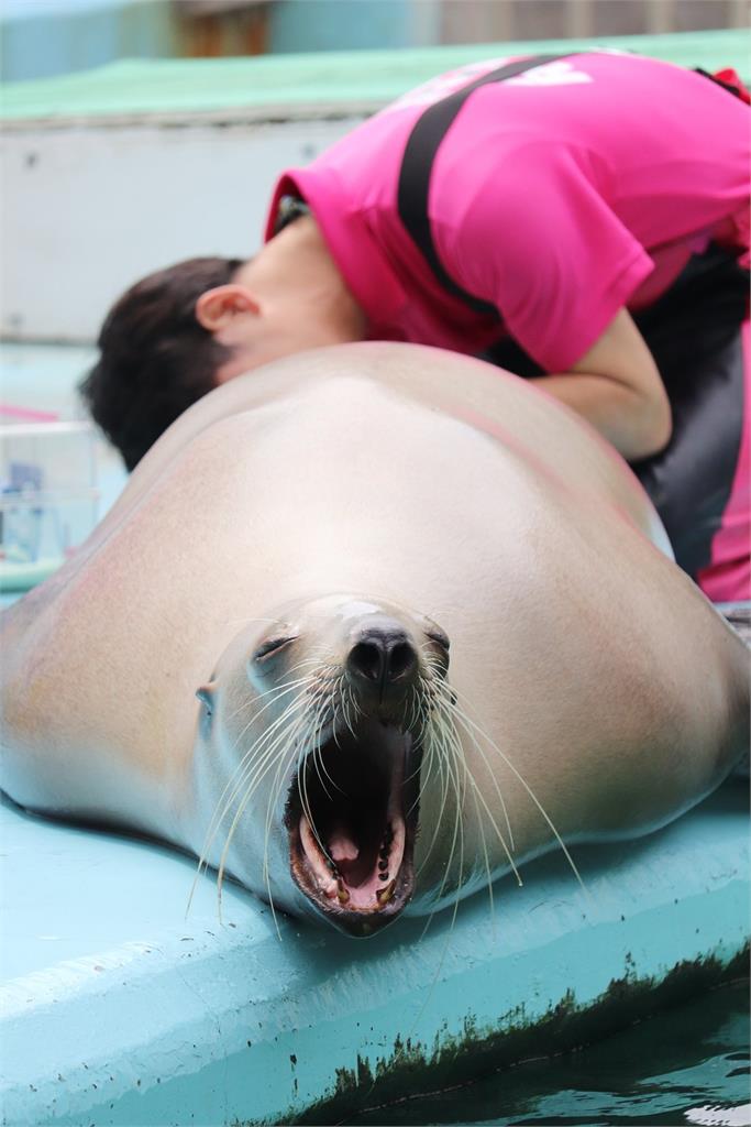 就愛這一味！日本水族館海獅量肛溫　表情「太銷魂」網笑翻：舒服嗎？