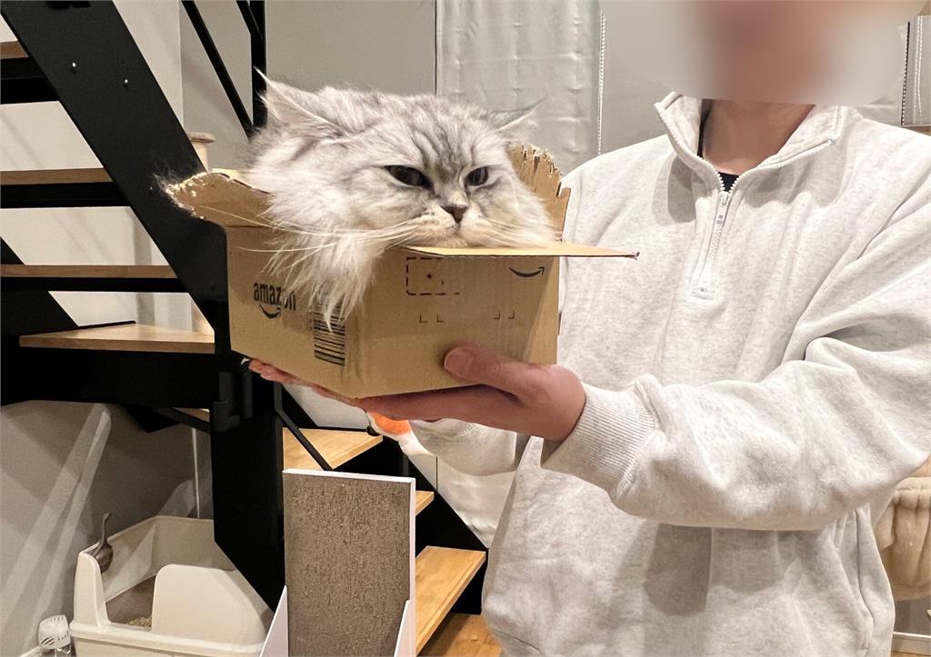 貓咪鑽超小紙箱「只剩1顆頭」!飼主看傻:真的是液體 貓咪有軟骨功?鑽進超小紙箱「只剩1顆頭」飼主看傻:真的是液體