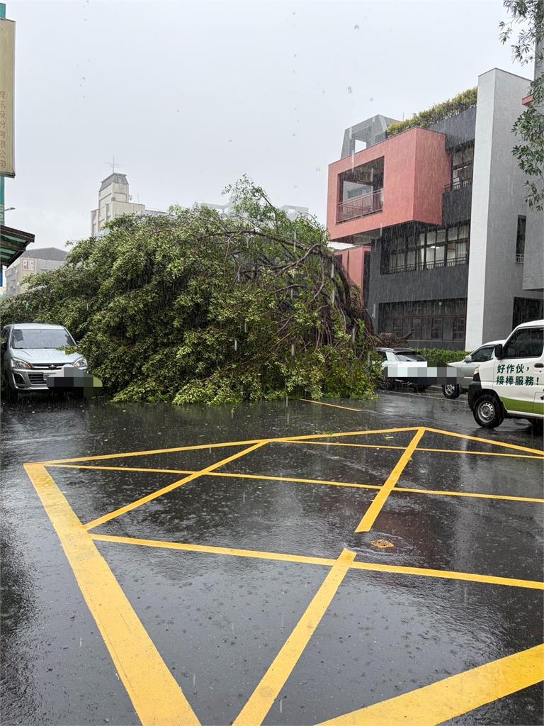 快新聞/豪雨狂炸!北市大同昌吉路路樹倒塌 直砸1車畫面曝