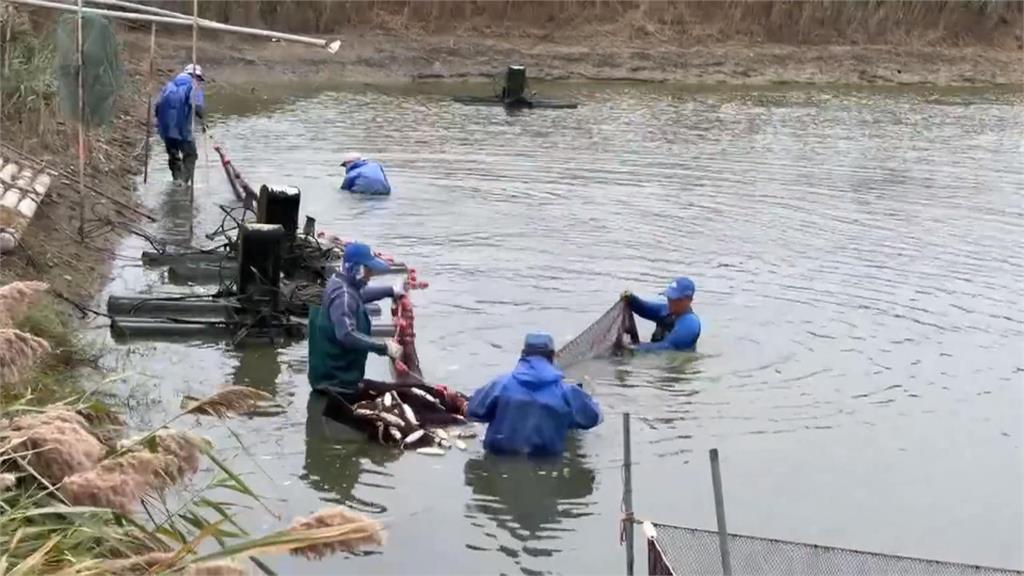 烏魚產季 無畏天冷 嘉義布袋養殖業者冒低溫捕撈烏魚