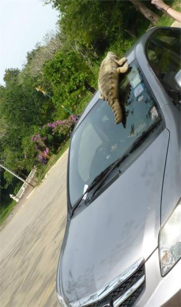 壽山動物園驚見「一排機車上卡樹枝」！她曬2張圖釣解答：防大師兄亂搞