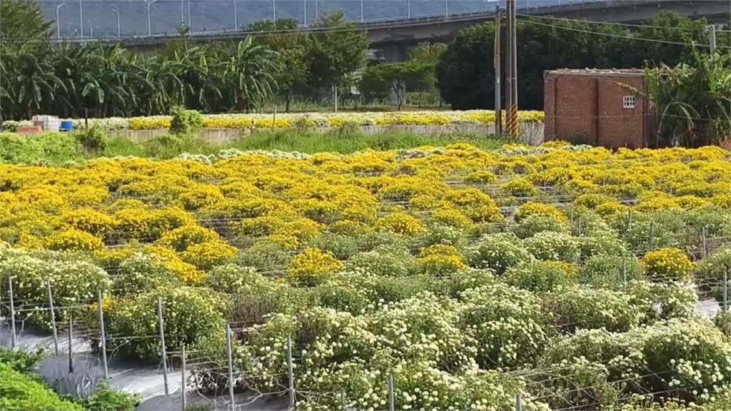 連續豪雨炸花田! 苗栗杭菊農損破3成