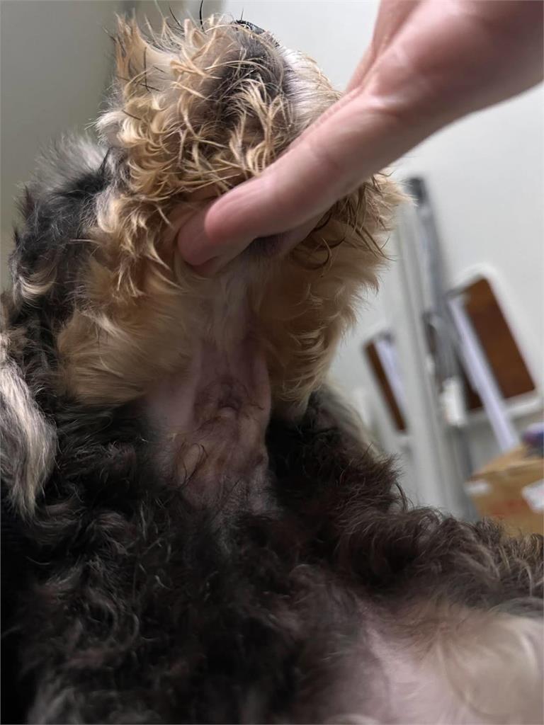 米可白639字怒斥苗栗虐犬案！痛批「割聲帶竟不算虐待」：制度破洞